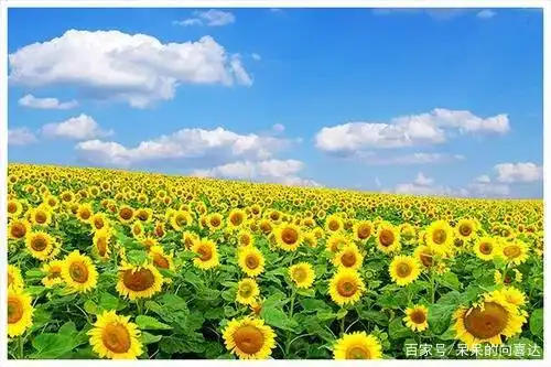 2天内,好运突袭,风起云涌,财运兴旺,桃花旺盛,追求者众多