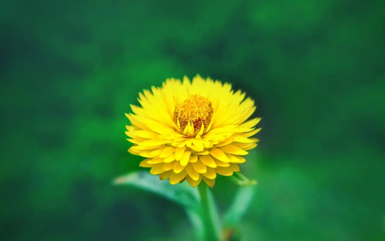 好看的唯美花卉植物壁纸,护眼又清新,喜欢就赶紧下载吧!