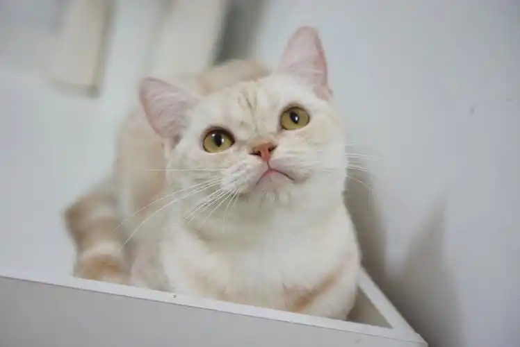 美国短毛猫凯米尔橘猫妹妹