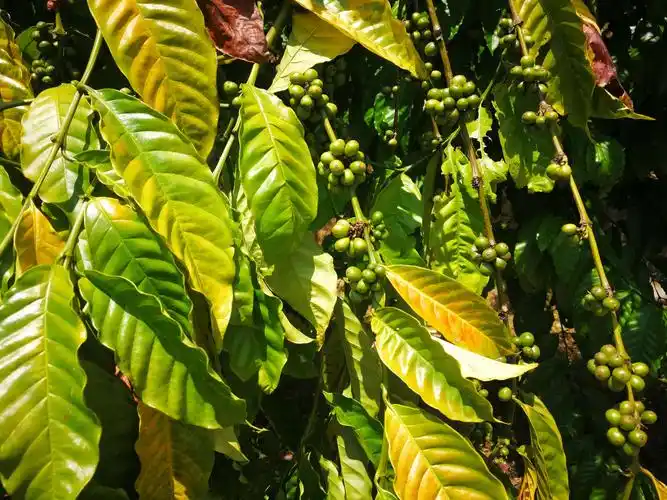 咖啡树上结满了咖啡豆