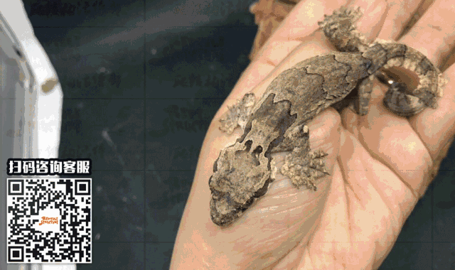 点击图片购买    飞蹼守宫     健康 / 基本为亚成 / 可挑选公母