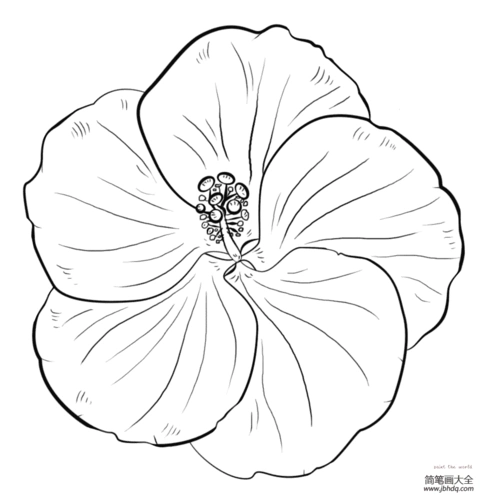 一朵芙蓉花_花朵简笔画-简笔画大全