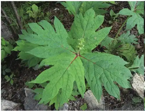 白骨草的图片,白骨草的效与图片,白骨草图片_文秘苑图库