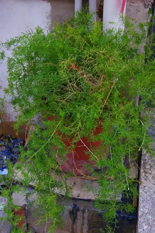 山野寻奇——天门冬