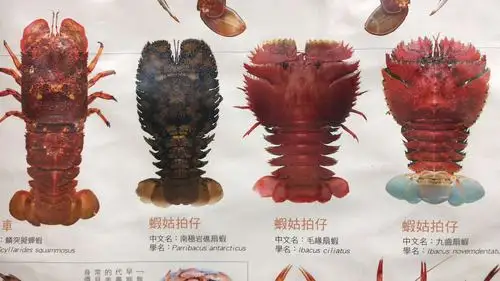 《上海视角》实用海鲜消费科普—虾类篇-宽带山kds-宽带山社区-城市消