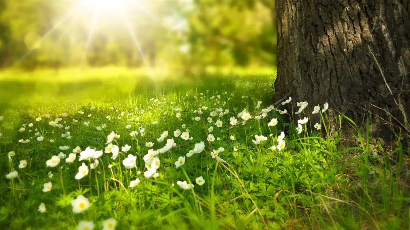 唯美绿色护眼风景高清桌面壁纸