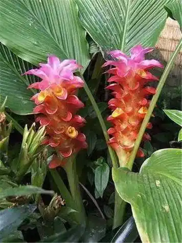 一,郁金的功效与作用郁金,一种具有多种药用价值的草本植物,具有清热