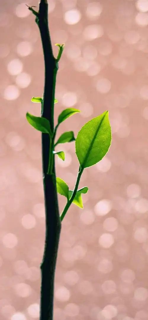 壁纸分享,那一抹青绿,如诗如画,诉说着生命的盎然与活力