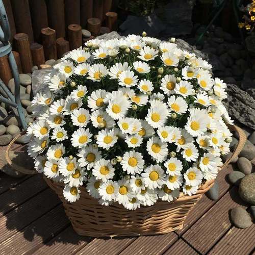 花种子易爆盆小雏菊四季开花易种活室内外向日葵花卉盆栽花种籽子