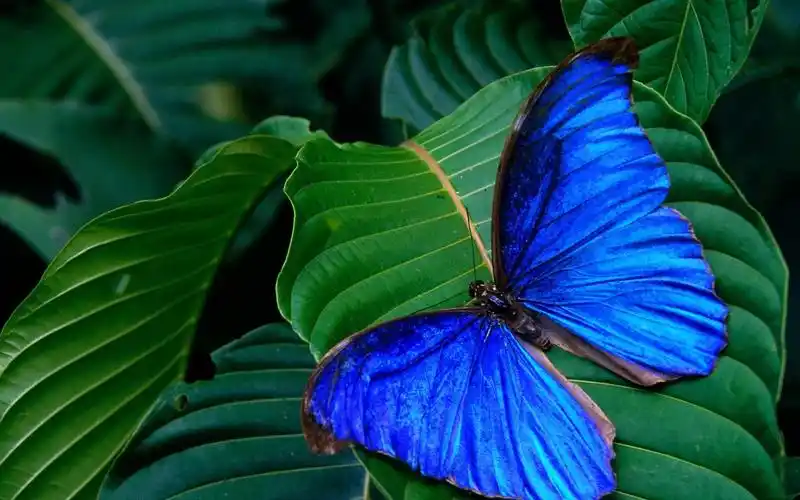 昆虫,蝴蝶,动物蝴蝶图片 昆虫,蝴蝶