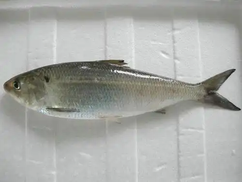 江苏已经灭绝的极致美食鲥鱼全是假的