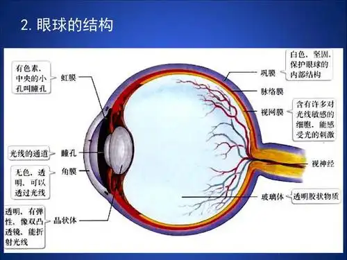 第2节感受器和感觉器官 第1课时 眼与视觉