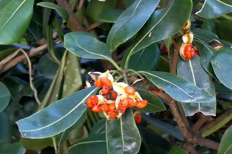 海桐海桐科海桐属