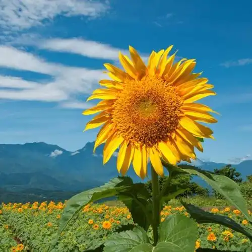 励志头像图片大全2023 高清好看2023年充满正能量的图片微信头像_励志