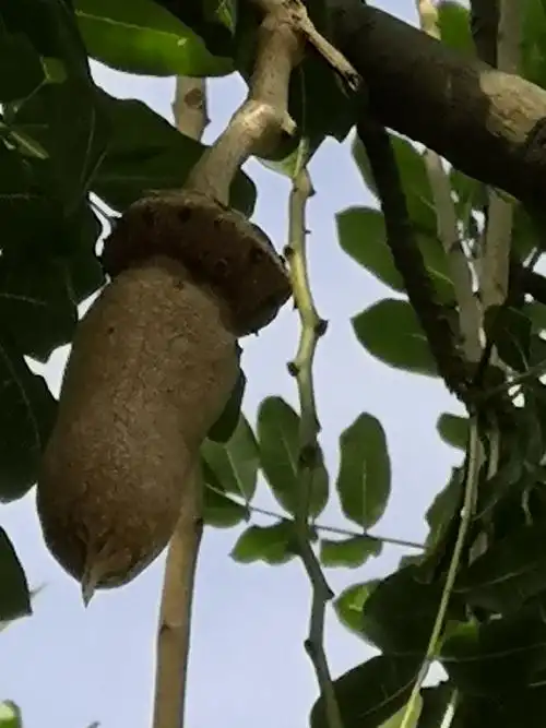 其它 赏花,识花(2)吊灯树 写美篇  主要价值 食用:果肉可食,可以炒着