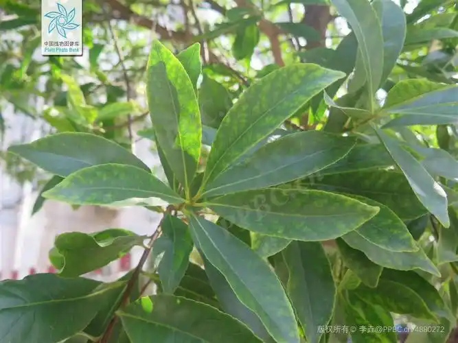 day25园林树木杜英