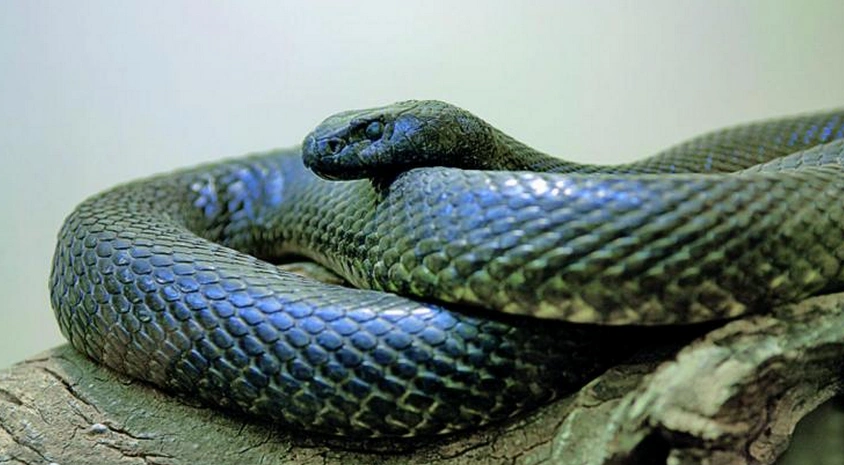 01的宝翠园海蛇