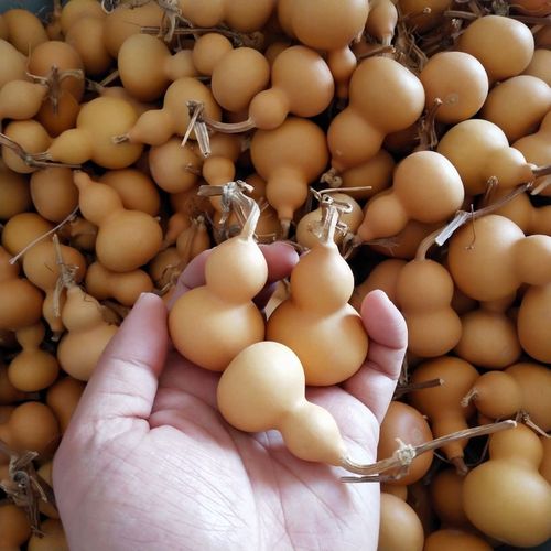 天然葫芦聊城野生种植文玩挂件亚腰葫芦龙头镶嵌带藤葫手捻盘吊坠