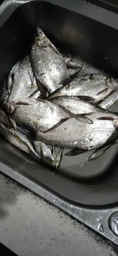 沿江野钓鳊鱼,还要十个字 - 钓鱼之家