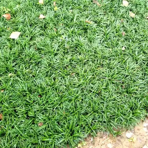矮叶麦冬草价格 可供日本矮麦冬草一万斤_宿迁沭阳日本矮麦冬草草坪