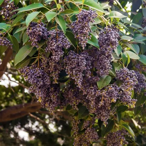 女贞子树清晰图片(女贞子树图片功效与作用)