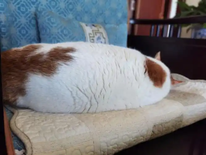 发现一只猫猫虫