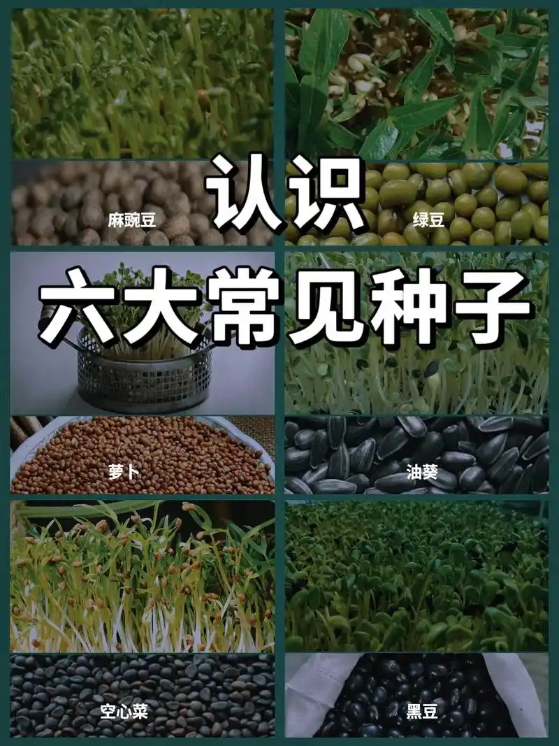 认识六大常见种子|有水就能生长的芽苗菜.