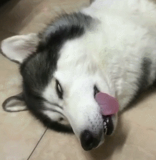 二哈摊地上翻白眼,主人:狗子,你肿么了?狗:拆家可是个体力活