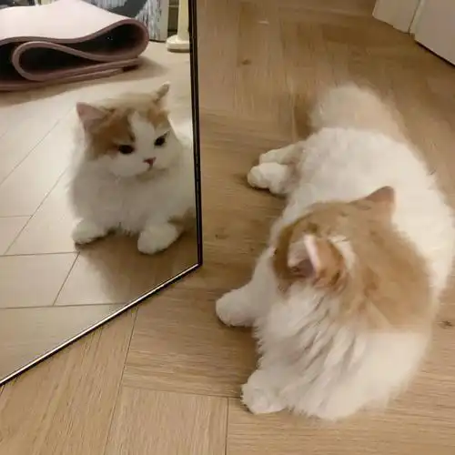 年糕非常爱照镜子,经常照着照着就在镜子面前睡着!到底是多迷恋自己?