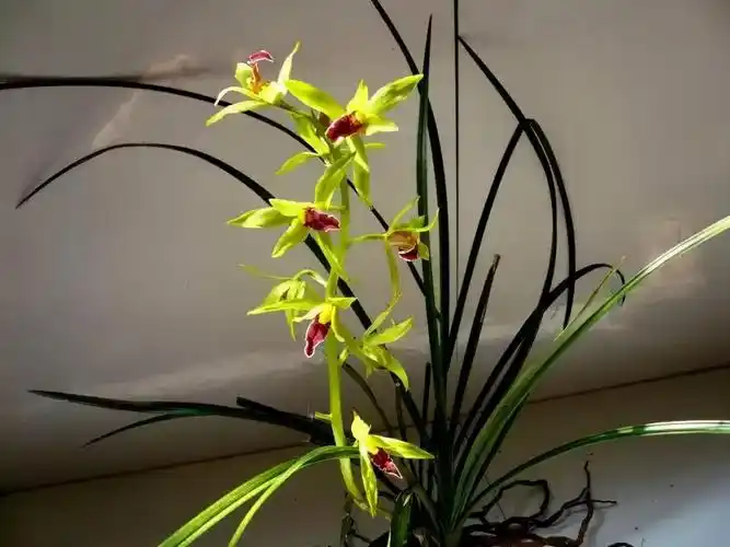 名贵兰花品种及价格及图片大全(岁末一支兰) - 赤虎壹号