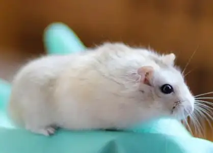 调皮仓鼠"越狱"后如何寻找?掌握这三大方法不怕仓鼠找