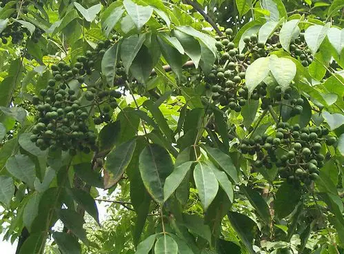 黄柏的作用与功效黄柏的副作用