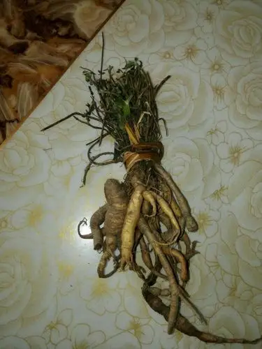 参,对月参(《昆明药植调查报告》),土人参,土沙参(《四川中药志》),柴