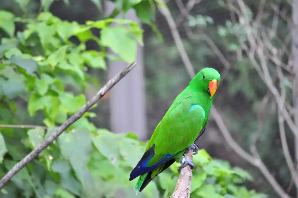 绿鹦鹉,绿色的金刚鹦鹉是原产于澳大利亚和 indoasia.