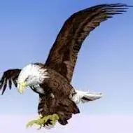 头像鹰霸气好看的鹰头像大全图片