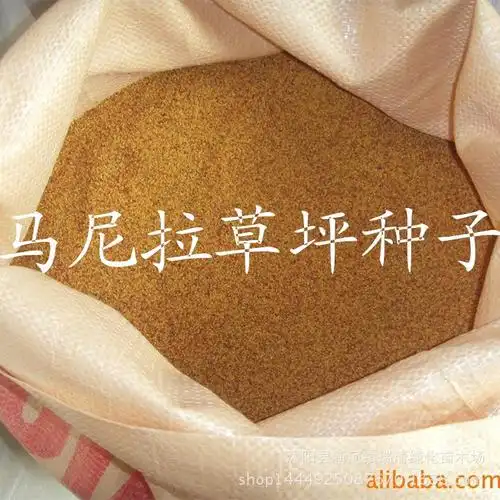 马尼拉草坪种子_副本