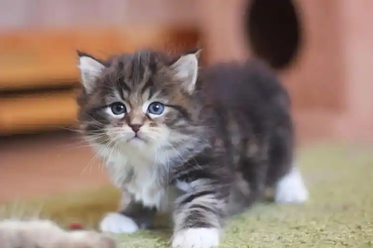 西伯利亚森林猫