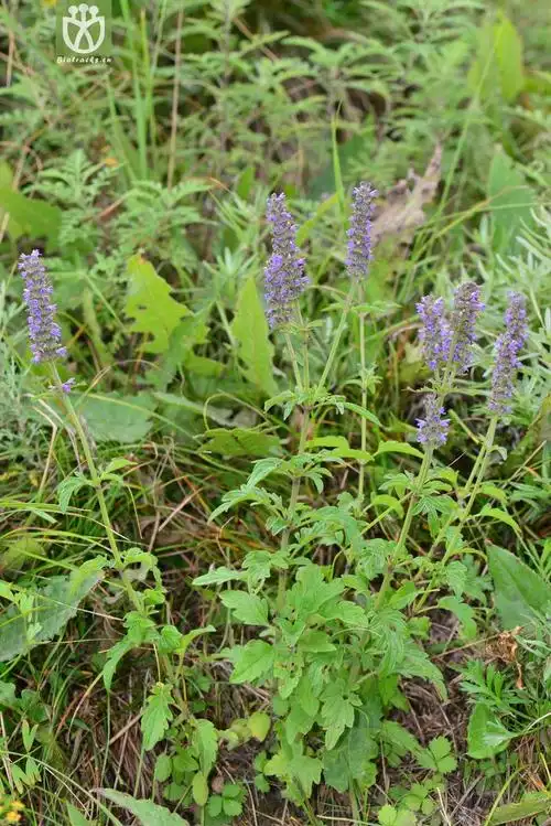 多裂叶荆芥(nepeta multifida) (11).jpg 相邻时间拍摄的照片    31张