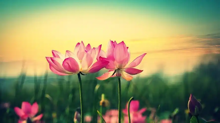 风景自然景观荷花花草树木风景大片壁纸2