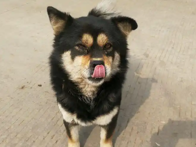 去农村看到一只四眼铁包金据说这种狗狗能通灵可镇宅辟邪旺主