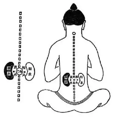 中医无绝症|中医五脏六腑的调养——肾(肾为先天之本)