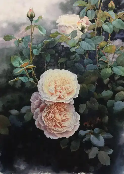 水彩教程看水彩大师黄有维49步教你画超美的白玫瑰老编问我怎么用膝盖