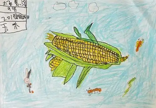 2019年8月28日简笔画作品展5《玉米》