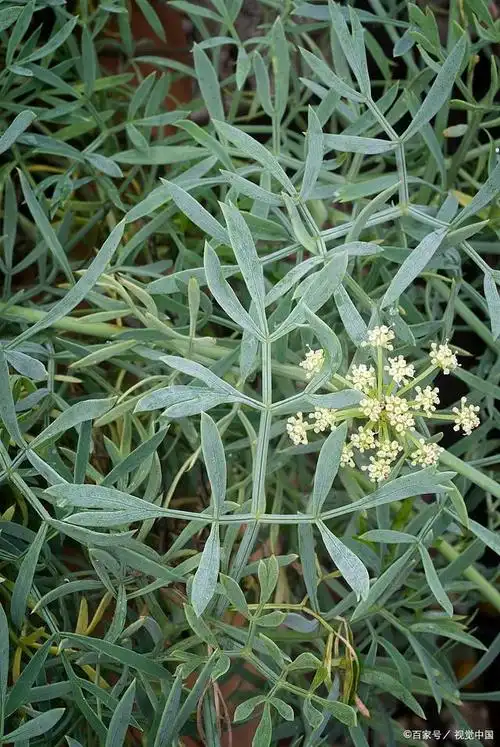 「揭秘柴胡的种植技术与全过程」探索传统中药的奥秘!