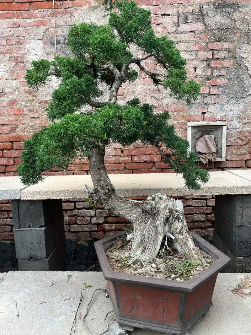 咱家盆景园里的真柏盆景,这一集都是济州真柏,侧柏嫁接的