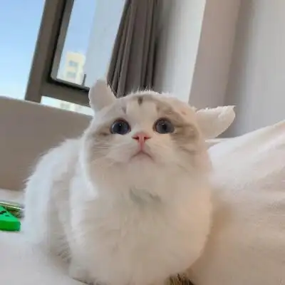 猫咪头像 布偶猫 creamkitten布偶猫舍