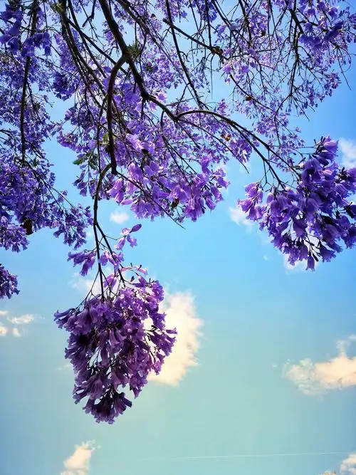 其它 爱平的美篇 写美篇五月的昆明,一片片蓝楹花盛开了,美丽的蓝楹花