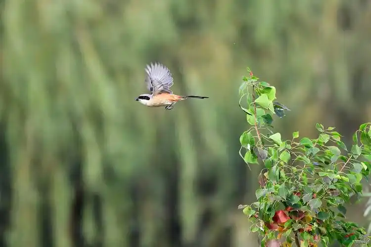 看到的鸟儿飞走了