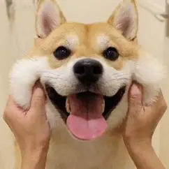 qq头像柴犬墨镜 - 搜狗图片搜索