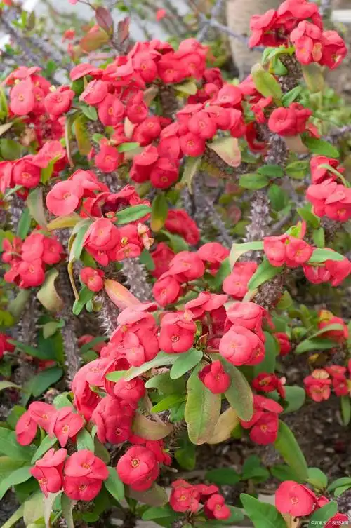 刺梅怎么扦插能活?学会这技巧,保证生根发芽